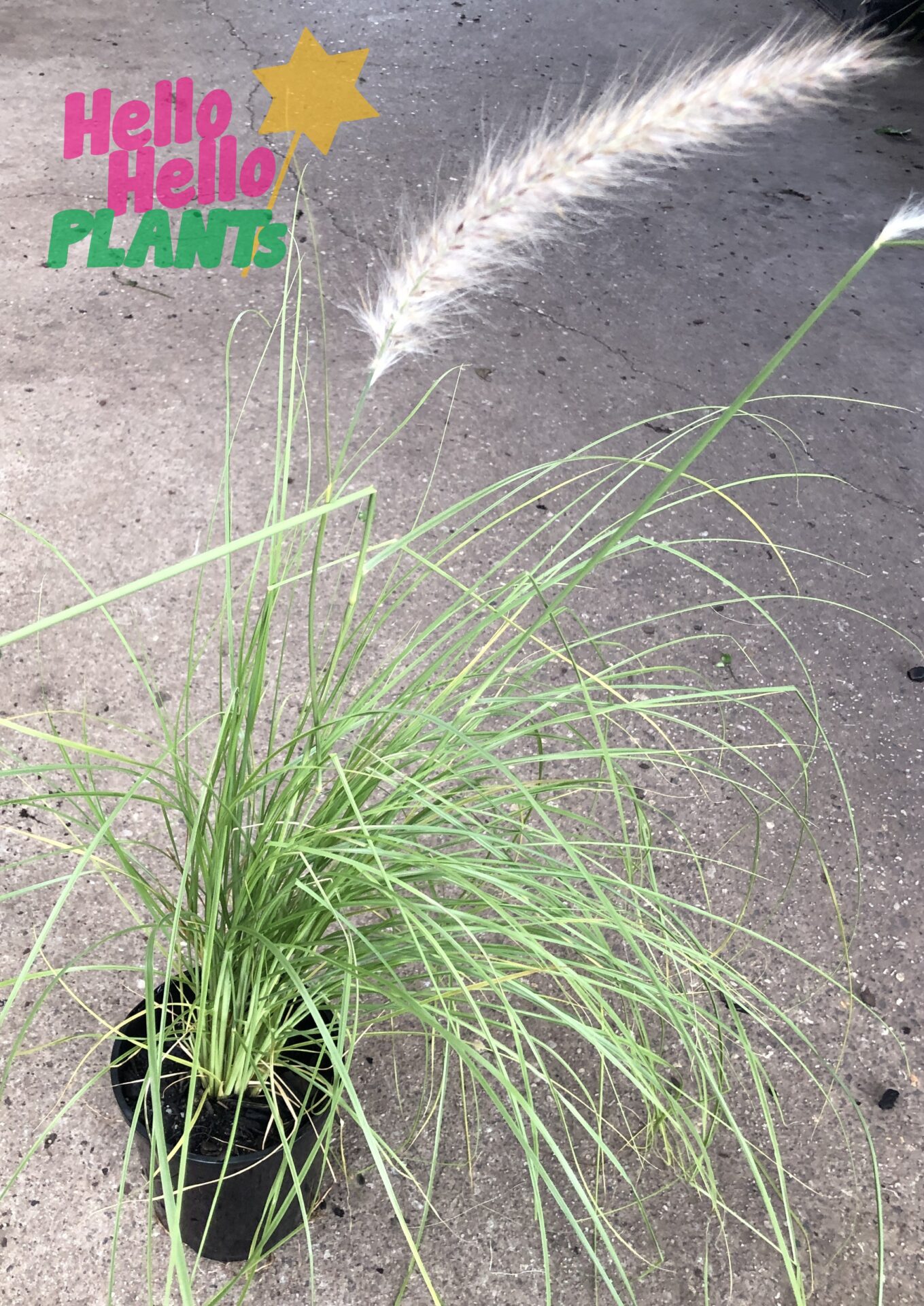 Pennisetum alopecuroides 'Swamp Foxtail Grass' 6" Pot