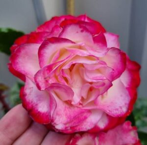 A close-up of a hand holding Rose 'Fire and Ice', displaying its pink and white petals edged with red against a blurred background.