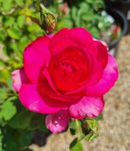 A close-up of the vivid Rose 'Parole' in full bloom among lush green foliage, set against a softly blurred background.