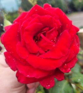 A hand holds a Rose 'Firefighter®' 3ft Standard with water droplets on its vibrant petals. Blurred green foliage and a road are visible in the background.