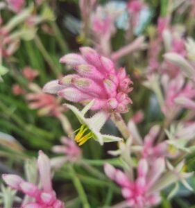 Close-up of an Anigozanthos 'Bush Crystal™' Kangaroo Paw 6" Pot featuring pink fuzzy petals, yellow stamens, green stems, and additional pink blooms in the background.