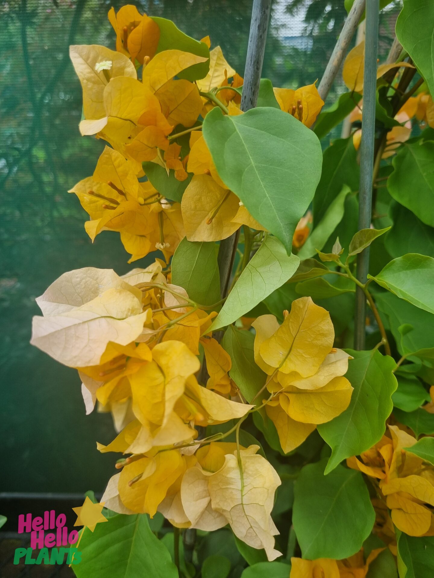 Bougainvillea 'Hawaiian Gold'