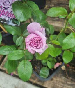 A Rose 'Neptune' Bush Form with light purple blooms grows in a black plastic pot, its green leaves arranged on a wooden surface.