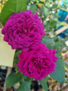 Two vibrant magenta Rose 'Ebb Tide' 3ft Standard blooms with densely layered petals stand side by side against lush green foliage.