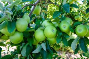 Close-up of several clusters of Malus 'Granny Smith' Apple growing on a tree with green leaves, photographed outdoors in natural light.