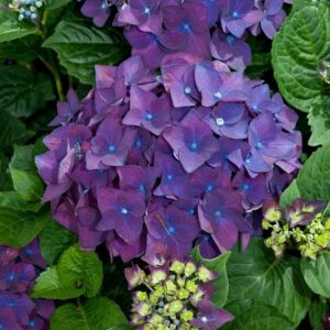 Close-up of a cluster of deep purple Hydrangea macrophylla 'Deep Purple' 6" Pot flowers, surrounded by green leaves and a few partially blooming buds.