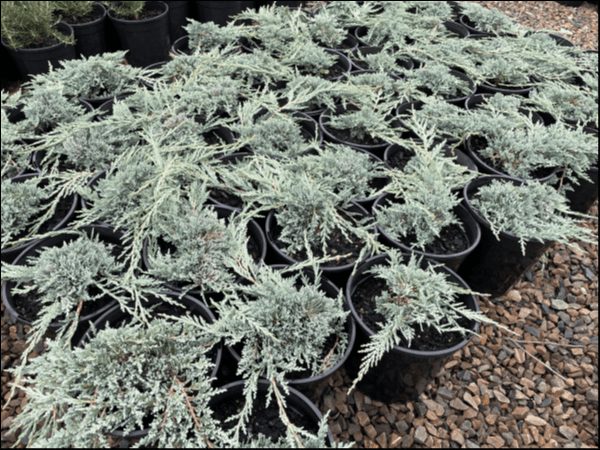 Juniperus 'Icee Blue®' Conifer