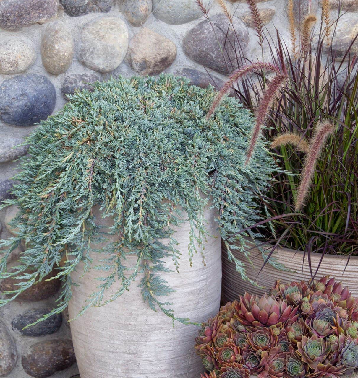 A tall ceramic pot with cascading greenery is complemented by a smaller pot of succulents and another with tall grass, all placed in front of a stone wall. The arrangement features a Juniperus 'Icee Blue®' Conifer 8" Pot adding a touch of conifer elegance.