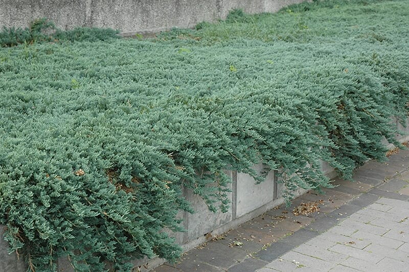 Dense, low-growing green shrubs, including Juniperus 'Icee Blue®' Conifer 8" Pot, hang over the edge of a concrete planter along a paved pathway.
