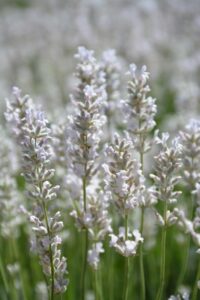 Close-up image of Lavandula flowers with light purple blooms in a field. The background is filled with more Lavandula 'Ellagance Ice' Lavender 4" Pot plants, slightly blurred.
