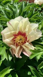 The Paeonia 'Lemon Dream' Peony Rose in a 10" pot features delicate pale pink, ruffled blooms with vibrant yellow centers, surrounded by lush green foliage.
