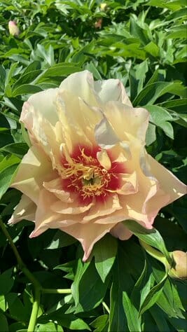 Paeonia 'Lemon Dream' Peony Rose