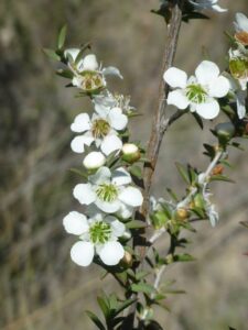 Close-up of branches of a Leptospermum continentale 'Prickly Tea Tree' 6" Pot with small white flowers and green centers, accompanied by buds and narrow green leaves on a blurred outdoor background.