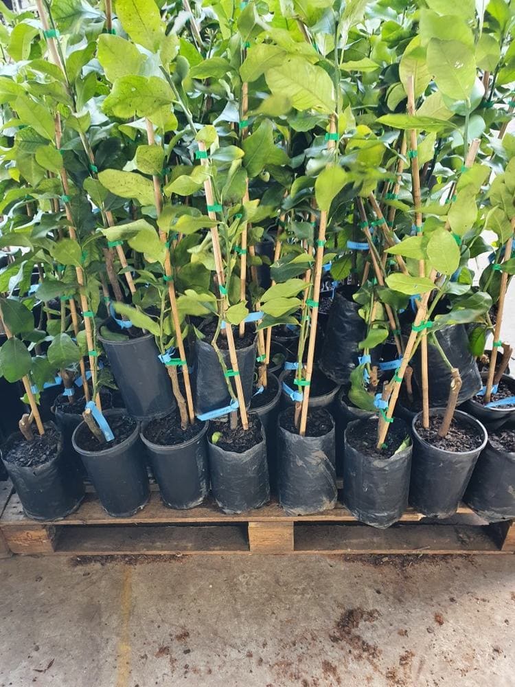 Potted leafy plants, including a vibrant Citrus Lemon Tree 'Lisbon' 4L, are arranged closely together on a wooden pallet.