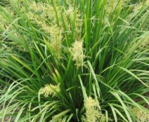 The Lomandra 'Katies Bells™,' available in a 6" pot, features dense green ornamental grass with tall, thin blades and clusters of small light yellow flowers, perfect for adding natural beauty to any space.