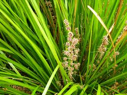 Close-up of a Lomandra 'Little Lime' green leafy plant in a 6" pot, adorned with clusters of small purple flowers.