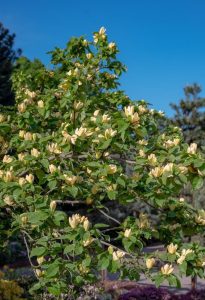 A small Magnolia 'Gold Star' with yellow magnolia flowers in bloom against a vibrant blue sky, surrounded by greenery.