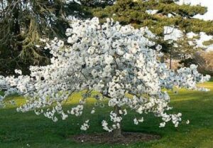 A white dogwood tree in full bloom stands on a grassy lawn with evergreen trees in the background, accompanied by the elegant presence of a Prunus 'Mount Fuji' Weeping Cherry 1.8m 24" Pot.