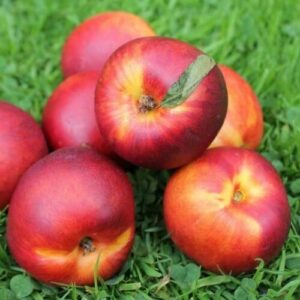 A group of Prunus 'New Boy' Nectarine 10" Pot with red and yellow hues arranged on green grass.