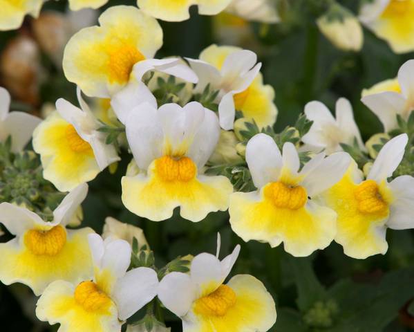 Close-up of numerous yellow and white Nemesia flowers with green foliage in the background. The petals have a distinct yellow center with white edges, resembling a refreshing Banana Split. Perfect for a Nemesia 'Banana Split' 6" Pot on your windowsill or balcony.