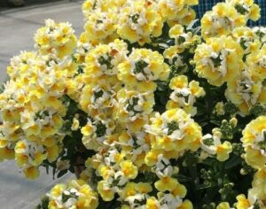 A cluster of yellow and white Nemesia 'Coconut Ice' 6" Pot flowers in full bloom with green foliage, set against a blurred outdoor background.