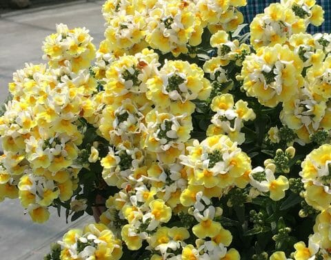 A cluster of yellow and white Nemesia 'Coconut Ice' 6" Pot flowers in full bloom with green foliage, set against a blurred outdoor background.