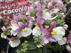 Close-up of Nemesia 'Bumbleberry' flowers in a 15cm pot, featuring white and pink petals with yellow centres, surrounded by green leaves and buds. Plant label is visible in the background.