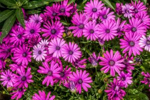 Osteospermum 'Akila Purple' African Daisy