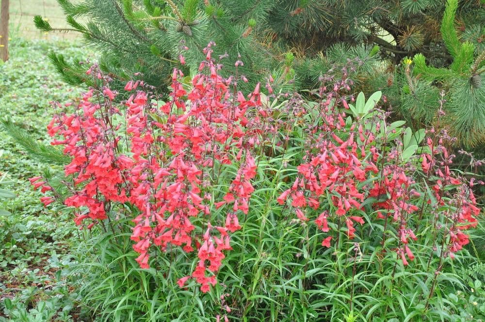 The Penstemon 'Firebird' 6" Pot features striking red blossoms that bloom vibrantly amidst lush green foliage, set against a backdrop of towering pine trees. These beautiful flowers thrive excellently in their pot, adding bursts of color to any outdoor space.
