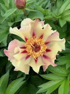 The Paeonia 'Court Jester' Peony Rose in a 10" pot showcases vibrant yellow ruffled petals with a striking red center, surrounded by lush green leaves.