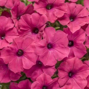 A close-up image of numerous bright pink Petunia Supertunia® 'Paradise' 6" Pot in full bloom, displayed beautifully, showcasing their vibrant color and delicate petals.