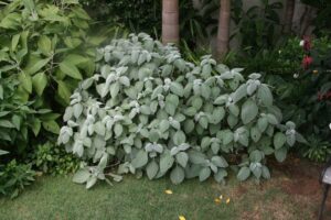 A dense shrub with large, oval-shaped leaves grows in a garden, surrounded by other greenery and a few tall trees in the background. This Plectranthus argentea 'Silver Plectranthus' 6" Pot features Silver Plectranthus, adding a touch of elegance to the lush landscape.