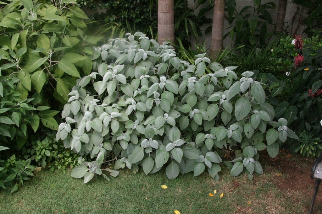 A dense shrub with large, oval-shaped leaves grows in a garden, surrounded by other greenery and a few tall trees in the background. This Plectranthus argentea 'Silver Plectranthus' 6" Pot features Silver Plectranthus, adding a touch of elegance to the lush landscape.