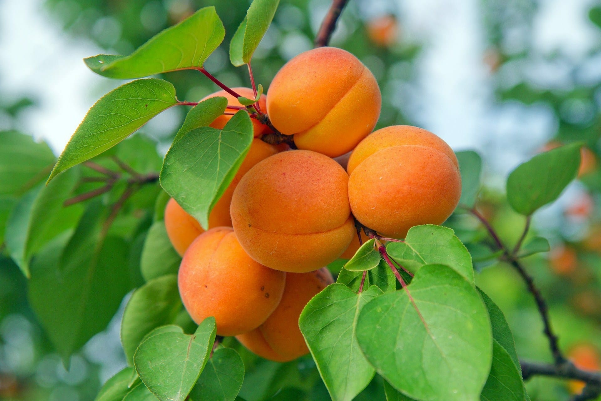 A cluster of ripe orange Prunus 'Fireball™' Apricot (Dwarf) 10" Pot hanging from a tree branch surrounded by green leaves.