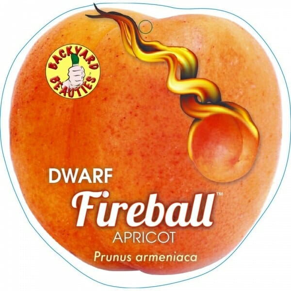 Label for a Prunus 'Fireball™' Apricot (Dwarf) 10" Pot featuring the Backyard Beauties logo and an image of an apricot with a stylized flame graphic, available in a 10" pot.