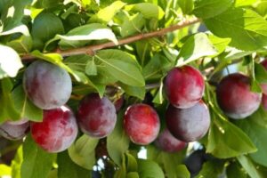 A branch with numerous ripe Prunus 'Donsworth' Plum (Dwarf) 10" Pot hanging among green leaves on a sunny day.
