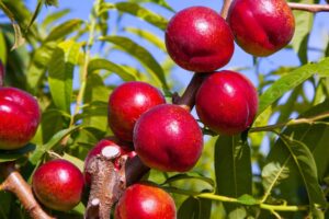 Prunus 'Crimson Baby' Nectarine (Dwarf) 10" Pot, a variety of Prunus, grow abundantly on a tree branch, surrounded by green leaves and set against a blue sky.
