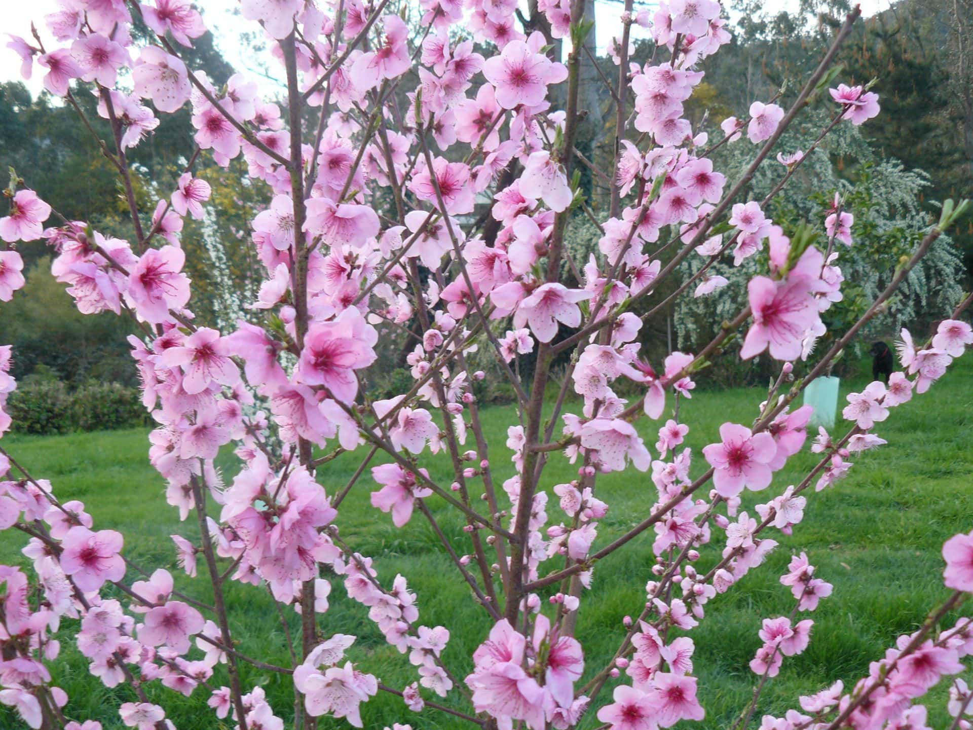 A Prunus 'Silvan Sunset™' Peach 10" Pot tree with numerous branches covered in pink blossoms stands in front of a grassy background, reminiscent of a Silvan Sunset.