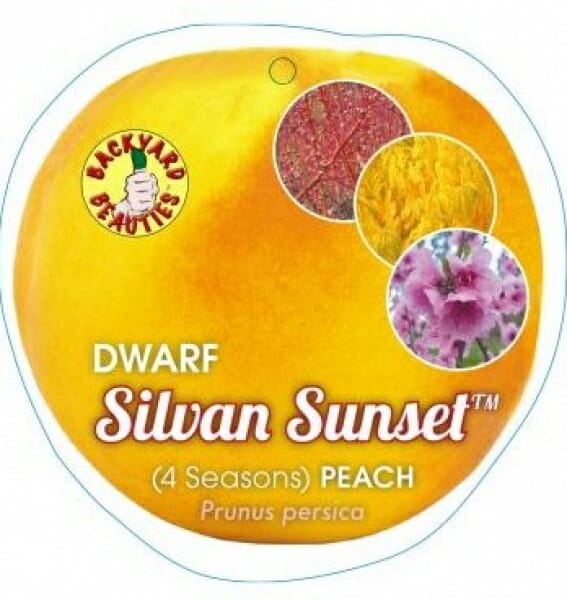 Label of a Prunus 'Silvan Sunset™' Peach 10" Pot from the brand "Backyard Beauties," featuring images of peach fruit, flowers, and foliage. The label includes the scientific name, Prunus 'Silvan Sunset,' and indicates it comes in a 10" pot.