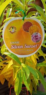 A plant labeled "Prunus 'Silvan Sunset™' Peach 10" Pot" with images of a peach and a blossom on the tag. Green leaves are visible behind the label of this enchanting Prunus variety.