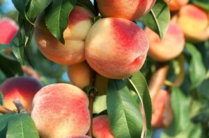 Close-up of ripe peaches hanging from a tree branch, surrounded by green leaves in a pot. Soft sunlight highlights their fuzzy skin and red-orange hue on this charming Prunus 'White Gold™' Peach Dwarf 10" Pot.
