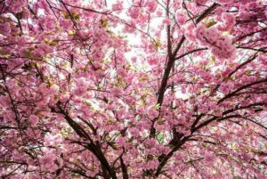 Branches of a Prunus 'New Red' Cherry Blossom 10" Pot covered in abundant pink cherry blossoms against a bright sky.