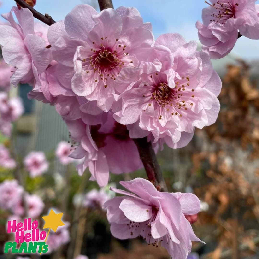 Prunus x blireana 'Pink Plum Blossom'