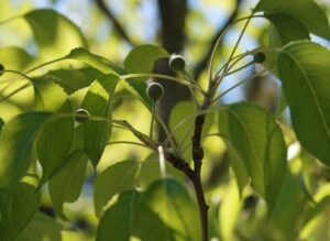 Close-up of a Pyrus tree branch with several green leaves and small round buds, set against a backdrop of sunlight filtering through the foliage. This Pyrus 'Southworth Dancer' Ornamental Pear 20" Pot thrives beautifully, whether in nature or elegantly displayed in a 20" pot.