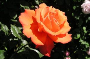A vibrant orange Rose 'Alexander' 2ft Standard in full bloom, thriving with lush green foliage in the background.