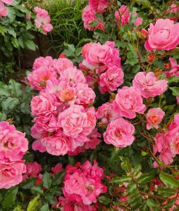 Clusters of vibrant pink Rose 'Maxivita®' Bush Form blooms with lush green leaves create a stunning garden display.