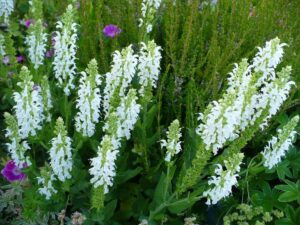 Close-up of blooming Salvia 'Sensation White' 4" Pot flowers with green leaves in a 4" pot and a few small pink blooms scattered in the background.
