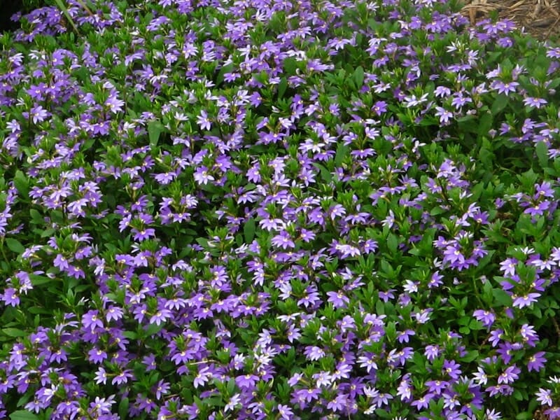 A dense cluster of small purple flowers with green foliage sits gracefully in a 6" pot, showcasing the beauty of Scaevola 'Purple Fanfare' 6" Pot.