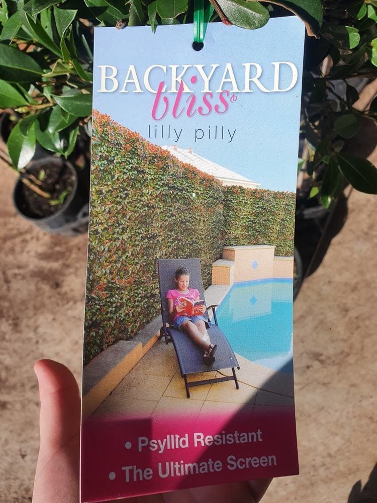 A hand holds a "Syzygium 'Backyard Bliss' Lilly Pilly 8" Pot (Standard)" plant tag featuring a photo of a woman reading by a pool, with the text "Psyllid Resistant" and "The Ultimate Screen" displayed at the bottom.