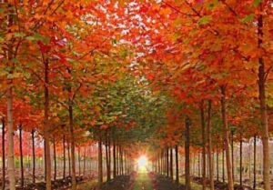 A tree-lined path with green and reddish-orange leaves, reminiscent of the stunning Acer 'Taggerty Sunset' 16" Pot, leads to a bright light source in the distance.